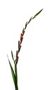 %_tempFileNamegladiole%2006%