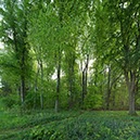 %_tempFileNamegruener%20buchenwald%