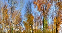 %_tempFileNameherbst_laub_wald%