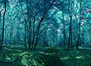 %_tempFileNamewald%20blau%