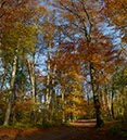 %_tempFileNamewald%20herbst%20quadrat%2001%